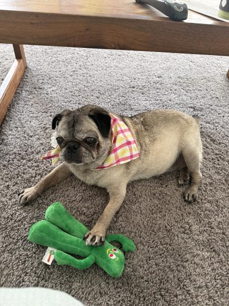 /Images/uploads/PUG NATION RESCUE OF LOS ANGELES/pugnation/entries/33538thumb.jpg